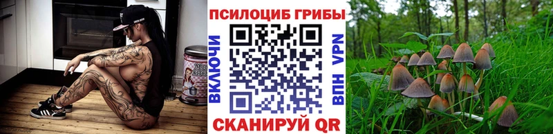 Псилоцибиновые грибы Psilocybine cubensis  Купить где  Новосиль 